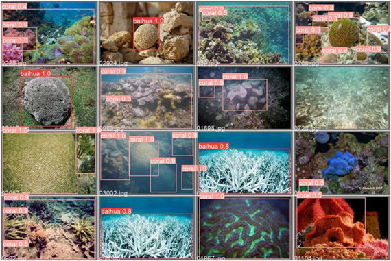 Coral Health Analysis AI